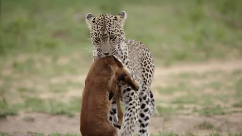 A wild leopard walks carrying its captured prey in its mouth Stock Footage 331958285