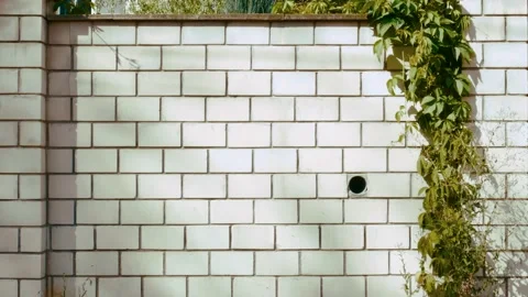 Wild lian on a brick wall 動画素材 168833181