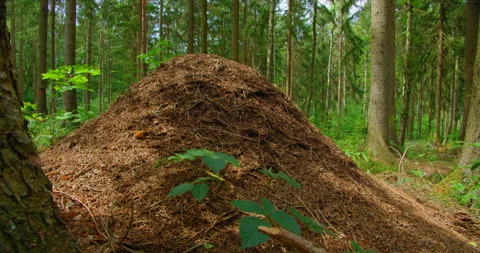 Wild life of ants in the forest in ant-heap. Anthill, formicary. Ecosystem Stock Footage 205058355