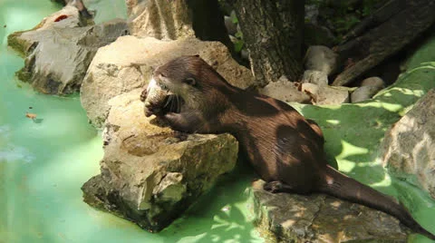 Wild Life Stock Footage 24771463