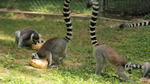 WIld Life Stock Footage 24771470