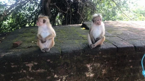 Wild life with the monkey Stock Footage 123586420