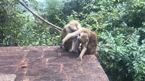 Wild life with the monkey Stock Footage 123615719