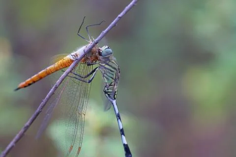 Wild life Stock Photos