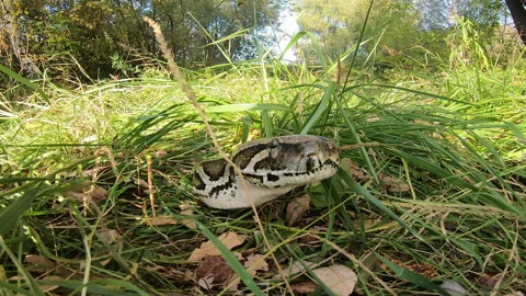 Wild life in reality Stock Footage 153599726