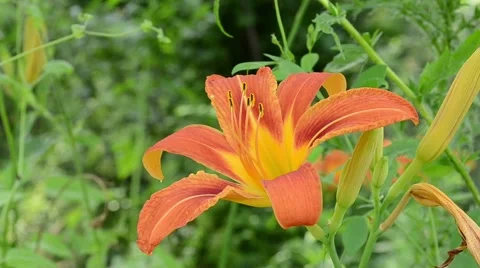 Wild Lily Flower Stock Footage 46128958