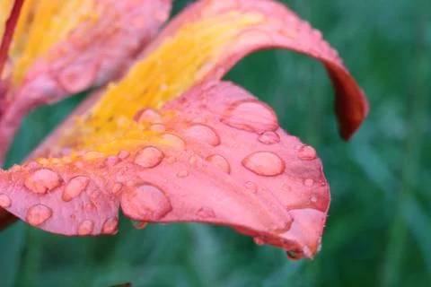 Wild lily on Grigna Stock Photos