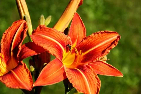 Wild lily Stock Photos