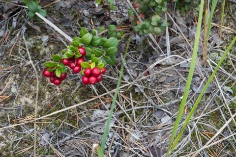 Wild lingonberries growing among leafes in forest. Stock Photos
