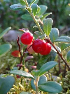 Wild lingonberries Stock Photos