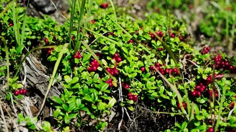 Wild lingonberry berries red fruits on plant in forest Stock Footage