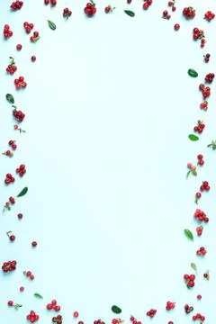 Wild lingonberry pattern on blue background. Top view. Summer berries texture. Stock Photos