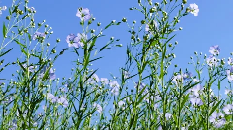 Wild linseed field Stock Footage