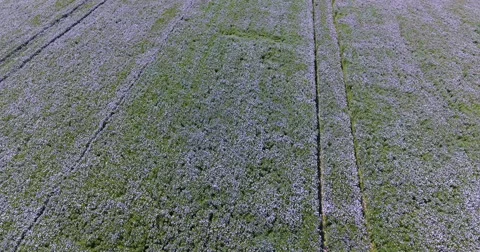 Wild linseed field Stock Footage
