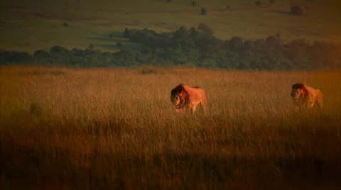 Wild Lion in Africa grass hunting in danger Stock Footage