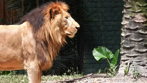  Wild Lion Stock Footage 137147816