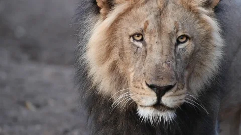 Wild Lion King walking towards camera, Botswana Stock Footage