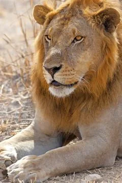 Wild lion Stock Photos