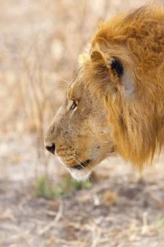 Wild lion Stock Photos