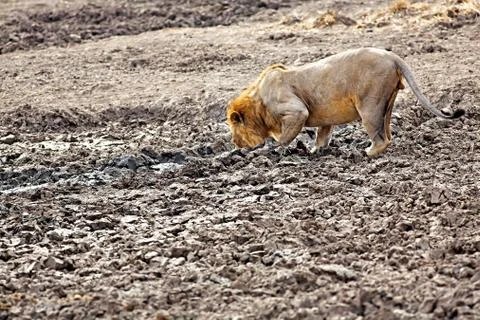 Wild lion Stock Photos