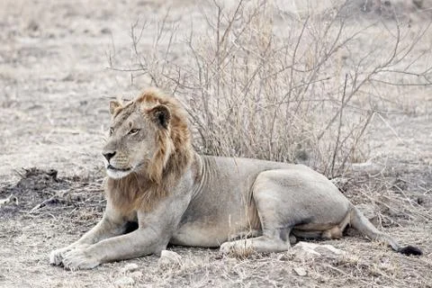 Wild lion Stock Photos