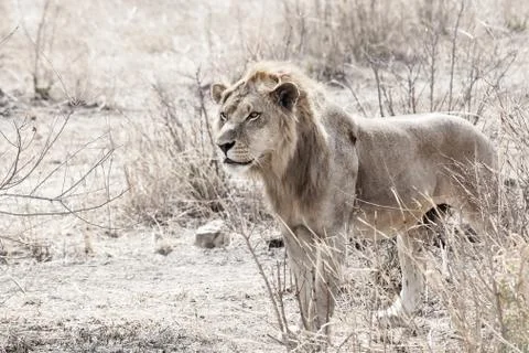 Wild lion Stock Photos