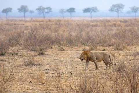 Wild lion Stock Photos