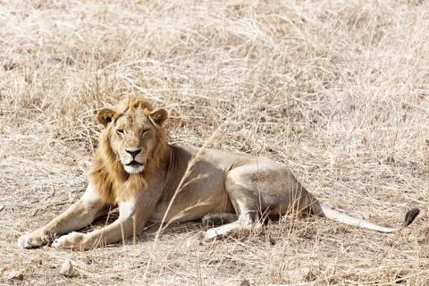 Wild lion Stock Photos
