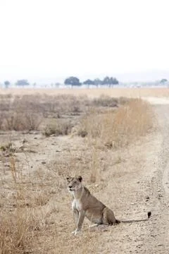 Wild lion Stock Photos
