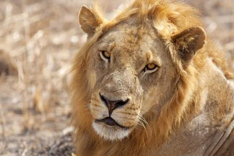 Wild lion Stock Photos