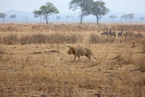 Wild lion Stock Photos