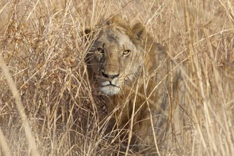 Wild lion Stock Photos
