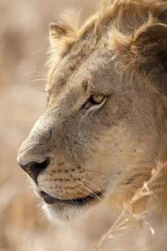 Wild lion Stock Photos