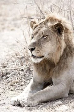Wild lion Stock Photos