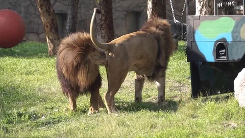 Wild lion is resting, playing on grass. Nature and safari concept,  Stock Footage 126700172