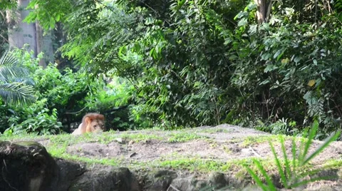 Wild lion walking in the forest Stock Footage 64228988