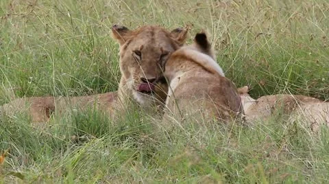 WILD Lions Bond Through Grooming in the Masai Mara, Kenya, Africa. Stock Footage