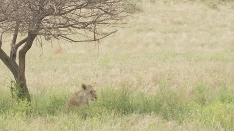 Wild Lions in Botswana Video stock 271718676