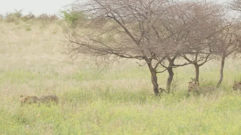 Wild Lions in Botswana Stock Footage 271718934