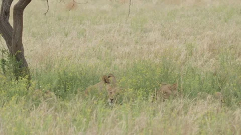 Wild Lions in Botswana Stock Footage 271719552