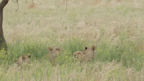 Wild Lions in Botswana Stock Footage 271720027