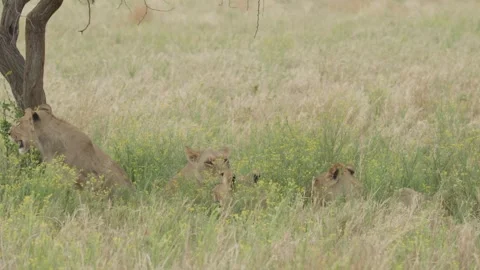 Wild Lions in Botswana Video stock 271720031