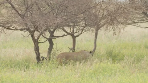 Wild Lions in Botswana Stock Footage 271720545