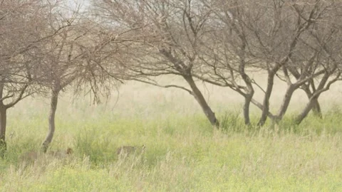 Wild Lions in Botswana Stock Footage 271720563