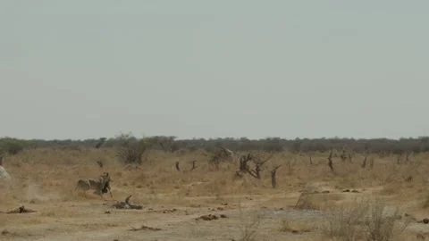 Wild Lions in Botswana Видео 271720804
