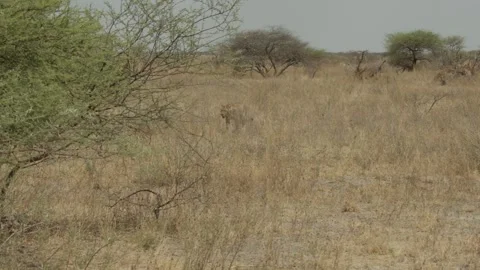 Wild Lions in Botswana Видео 271721005