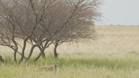 Wild Lions in Botswana Stock Footage 271721149