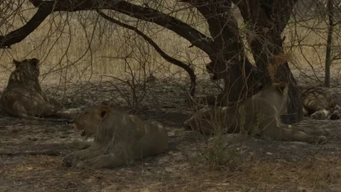 Wild Lions in Botswana Stock Footage 271721325