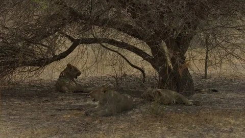 Wild Lions in Botswana Stock Footage 271721386