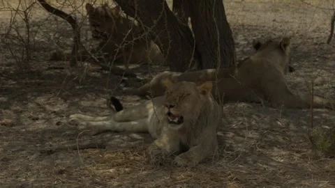 Wild Lions in Botswana Stock-Footage 271721399